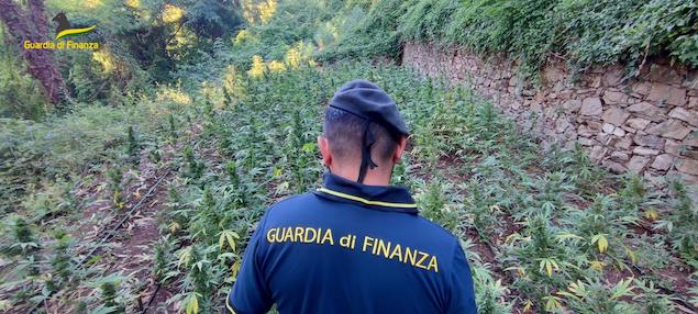 Lamezia. Sequestro di coltivazioni illecite di canapa indiana
